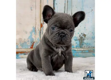 a small black french bulldog puppy